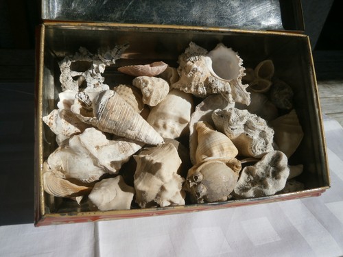Korallen muscheln schnecken - muscheln-,