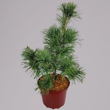 Mädchenkiefer 'Schoon´s Bonsai', Höhe 30-40 cm, Topf 4 Liter, 2er-Set