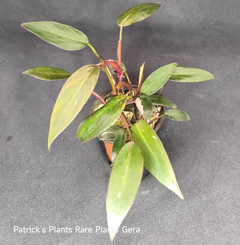Philodendron pink princess - pink,