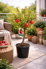 Granatapfelbaum Mollar de