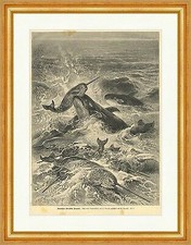 Butsköpfe überfallen Naarwale Specht Fische Meer Wellen Holzstich E 15924 Rahmen