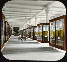 NEW YORK CITY NATURGESCHICHTE MUSEUM HOLZHALLE C1920 FOTO Magic Latern Rutsche