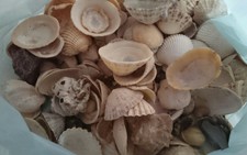 Muschel Set  Schnecken 0,8 kg Meeresschnecken Mix bunt maritim Deko