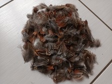 Cockfasan Schulter ""Kirchenfenster"" Federn zum Fliegenbinden | Fliegenfischen ? |