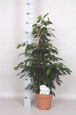 Echter Ficus Benjamina Zimmerpflanze ca. H90- 100 cm Birkenfeige 