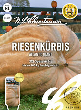 Riesenkürbis 'Atlantic Giant' - Cucurbita maxima, Kürbis, Samen, 01650