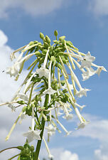 SAMEN weiße Duft-Tabak lässt ihren Garten in einen Duftgarten verwandeln - Duf