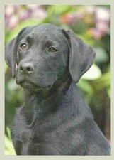 1 AK Hund "Junger Labrador"²