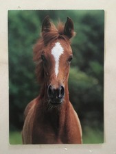AK Postkarte Pferde, Verlag Heye, Araber-Fohlen