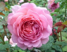 Englische Rose Princess Alexandra of Kent ® Ausmerchant ® David Austin - Co. 5 L