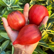 Herztomate CRUSHED HEART Tomatensamen 10 Samen samenfeste ertragreiche Sorte
