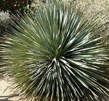 SAMEN winterhart i! RAUSCHOPF !i Kübelpflanze Garten Terrasse immergrün.