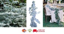 Baby Blue Gum (Eukalyptus pulverulenta) 15+ Samen | Hochzeit | Gleichen Tag Versand