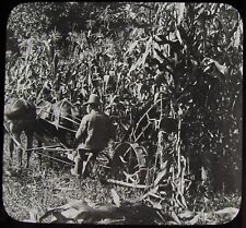 Glas Magic Lantern Slide Mais Binder Crawford Co Pennsylvania c1910 Foto USA