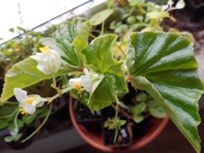 Begonia hirtella, Terrarium, zwei Jungpflanzen