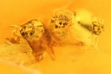 Spinne Insekt Inkluse im Baltisch Bernstein +FREIES FOTO Fossil Insect ir78