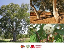 Eucalyptus camaldulensis (Red River Gum) 50 Samen | UK Hardy | Gleichen Tag Versand