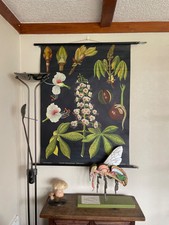 Vintage ROSSKASTANIE Baum Schule Chart Jung Koch QUENTELL botanische Conkers