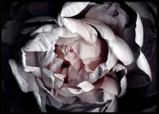 Poster Bild Desenio Pfingstrose 50x70cm Flower Fotodruck Bilderrahmen Pioni