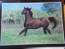 Pferdepostkarte Pferd Postkarte AK Frankreich Araber