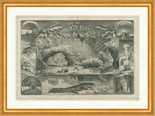 Hamburger Aquarien Muscheln Koralle FIsch Schildkröte Holzstich C 2808 im Rahmen