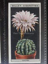 No.10 Igel Kaktus-Blume Kultur in Töpfen-Wills LTD 1925
