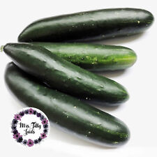 BAUERNGURKE Gurkensamen knackige Sorte robust ertragreich Freilandgurke 10 Samen