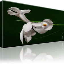 Weiße Blume Bild Bilder Leinwand Keilrahmen Wandbild Kunstdruck