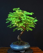 BONSAI URWELTMAMMUTBAUM METASEQUOIA BAUM OUTDOOR
