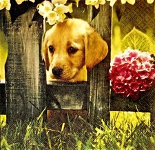 Golden Retriever 4 Servietten Welpe Hund ? Hundebaby 