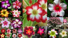 20 - 50 Gemischte Samen  Adenium Obesum - Wüstenrose