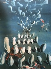 Salvador Dali Lithographie Signiert Limitierte  Nr.161/350