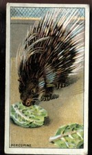 Tabak Karte B Morris, Tiere im Zoo, 1924, Eiche, #25