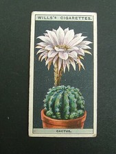 Wills-Blume Kultur in Töpfen (1925) - # 10 Igel Kaktus