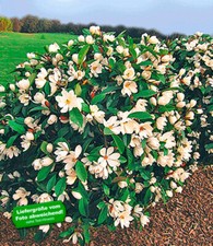 Duft-Magnolien-Hecke Fairy 1 Pflanze Michelia Fairy Magnolia Heckenpflanze