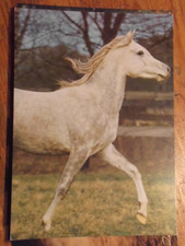 Pferdepostkarte Pferd Postkarte AK Araber