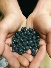 Braun Popcorn-Kaffee Braun Popcorn - 50+ Samen-Erbstück-Wunderschönes Delikatesse