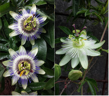 Samen, Kreuzung PASSIFLORA CAERULEA  X  PAS. "CONSTANZE ELLIOTT", seeds