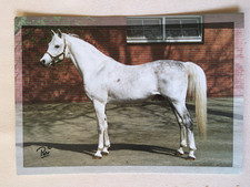 AK Postkarte Pferde, Monika Pehr, Araber-Hengst Salaa El Dine