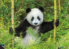 Panda Schönes Großes Poster (+7) Zeitschrift mit Werbung Kinder Sammler Pandabär