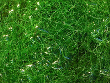 Chaetomorpha linum 1 Liter Drahtalge Makroalge für Triton-Methode