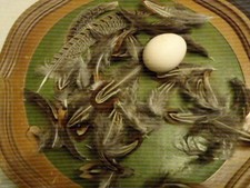 100 Fasanrückenfedern, Fliegenbinder, Kunst, Hutfedern, Valuepack