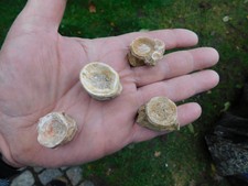 TOP -  Fischwirbel aus Khouribga in Marokko