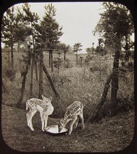 Glas Magic Lantern Rutsche ZWEI REHSCHE FÜTTERUNG C1900 FOTO REH