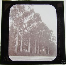 Glas Magic Laterne Rutsche BLAUER GUM EUKALYPTUS BÄUME C1890 