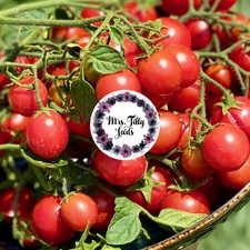 Neu! AMPELTOMATE TUMBLER Tomatensamen 10 Samen samenfeste Sorte Hänge-Tomate 