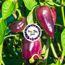 NEU Paprika ODA 10+ Samen süsse Paprika bunte Sorte von Lila bis Rosarot