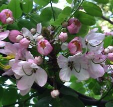 SAMEN i! ZWERGAPFELBLÜTE !i Cassia javanica bringt Glück und Erfolg ins Haus -
