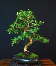 BONSAI FUKIENTEE CARMONA MICROPHYLLA INDOOR WEISSE BLÜTE