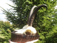 Echtes Chamois Schädel Hörner Präparatoren